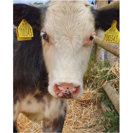 Nero The Brave Little Bull