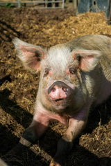 Hay Bale for the Animals (Virtual Donation)