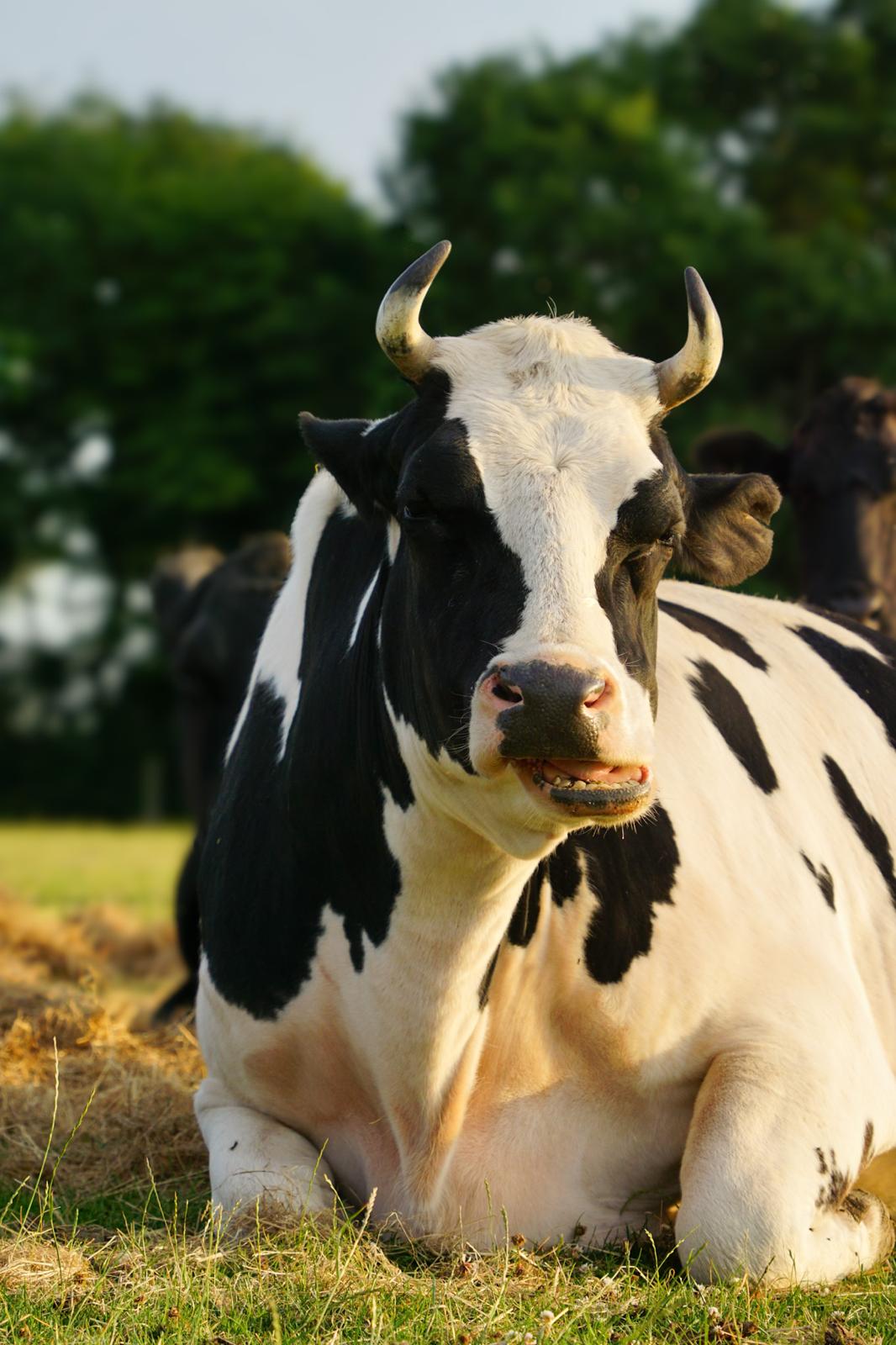 Hay Bale for the Animals (Virtual Donation)