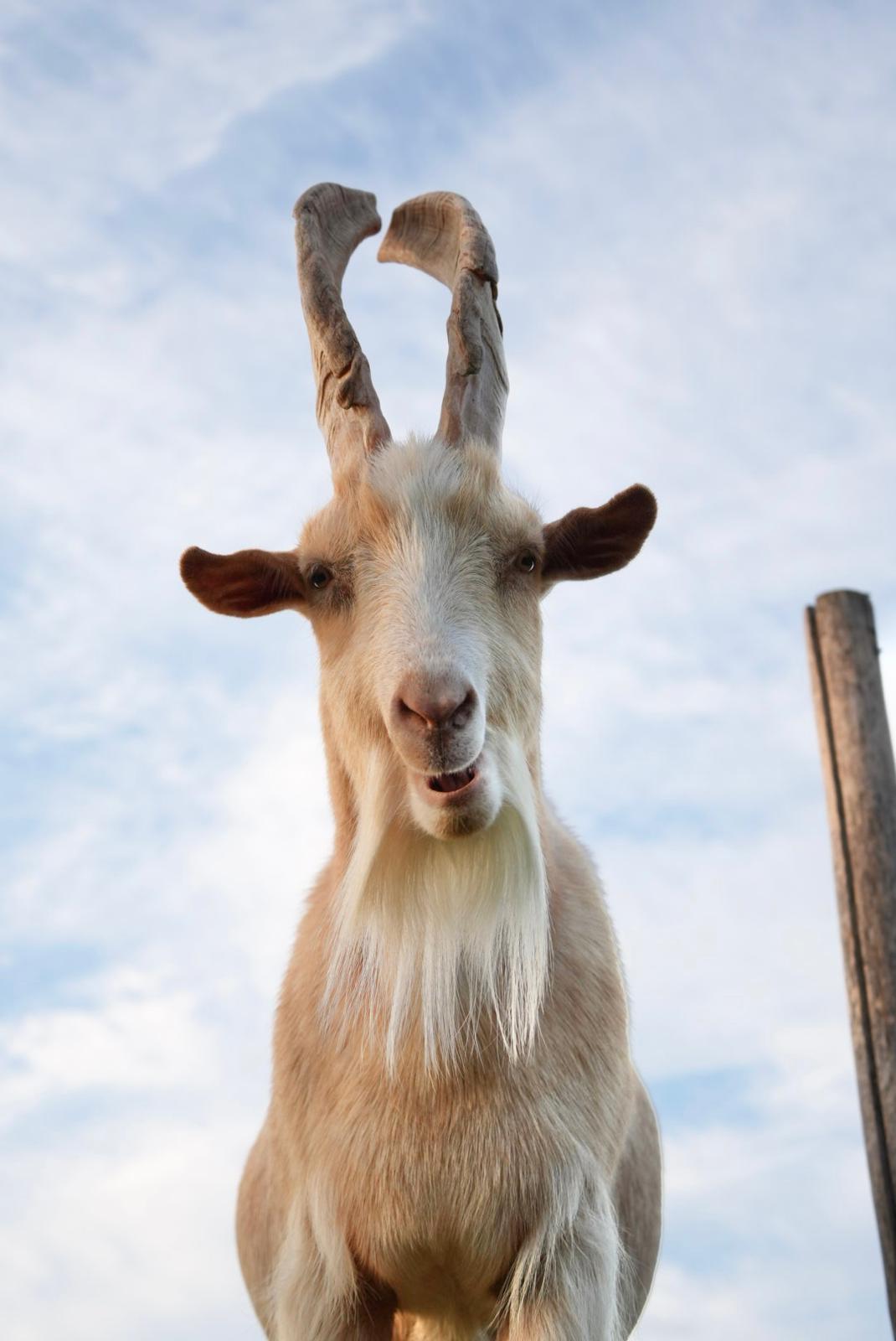 Hay Bale for the Animals (Virtual Donation)