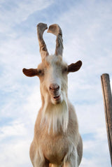 Hay Bale for the Animals (Virtual Donation)